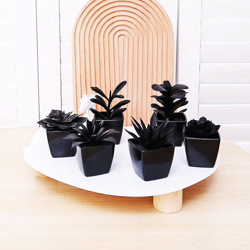 Caelum succulent plant elegant slender shape low-maintenance living art centerpiece for tranquil gardens
